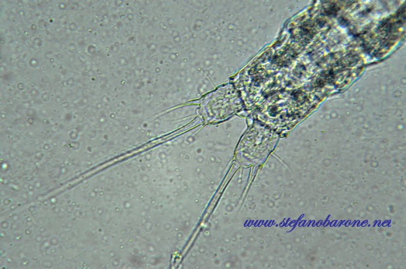 Copepode